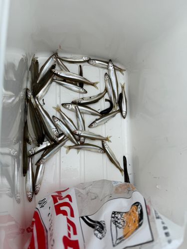 ワカサギの釣果