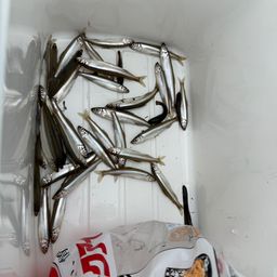 ワカサギ