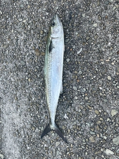 サゴシの釣果