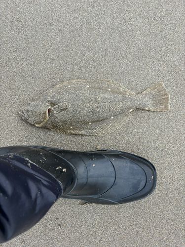 ソゲの釣果