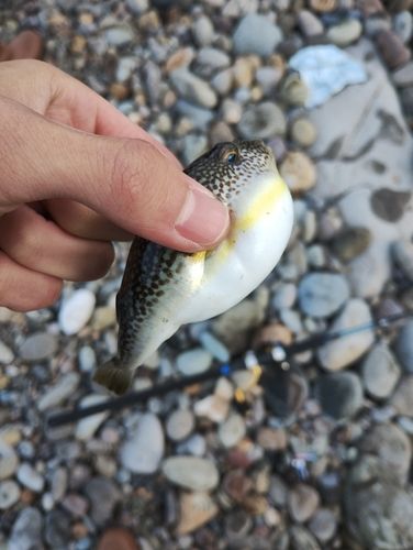 クサフグの釣果