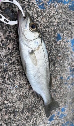 セイゴ（ヒラスズキ）の釣果
