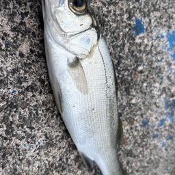 セイゴ（ヒラスズキ）