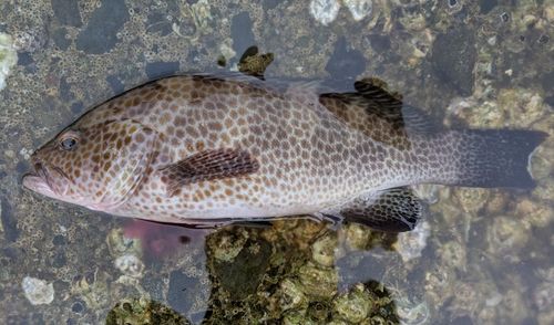 オオモンハタの釣果