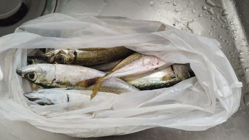 サバの釣果