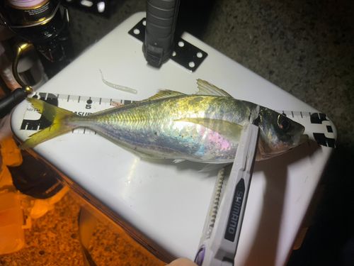 アジの釣果