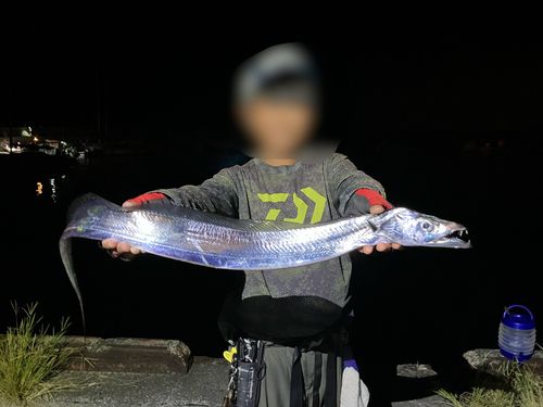タチウオの釣果