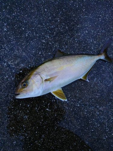 ショゴの釣果