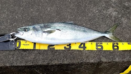 ワラサの釣果