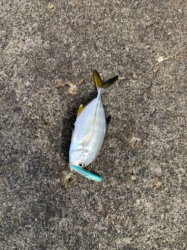 メッキの釣果