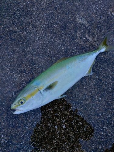 ワカシの釣果