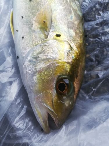 ショゴの釣果