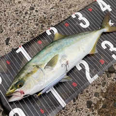 ワカシの釣果
