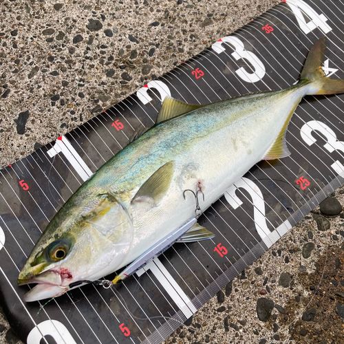 ワカシの釣果