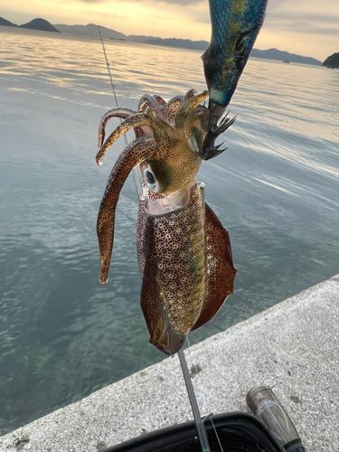 アオリイカの釣果