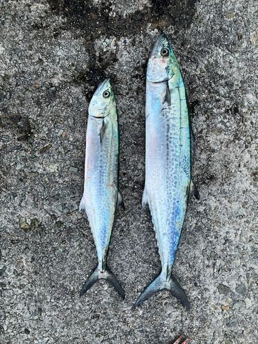 サゴシの釣果