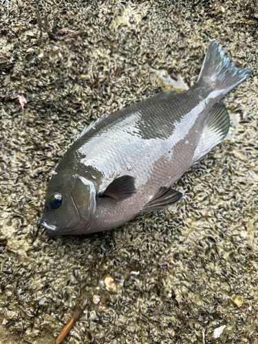 メジナの釣果
