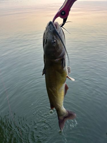 アメリカナマズの釣果