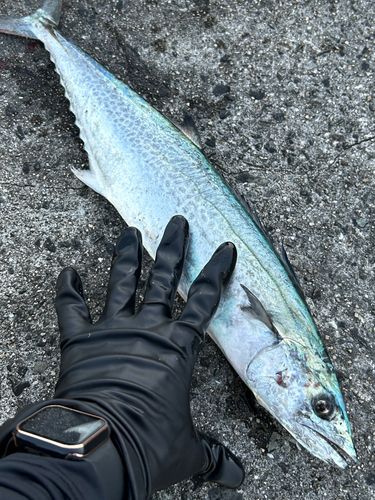 サゴシの釣果