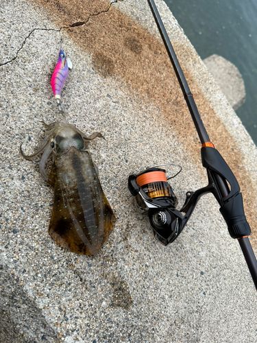 アオリイカの釣果