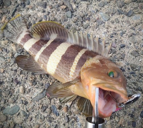 アオハタの釣果