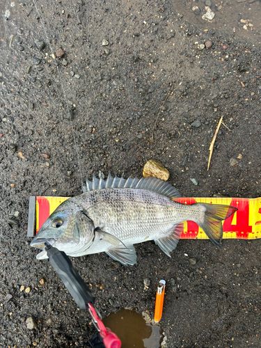 クロダイの釣果