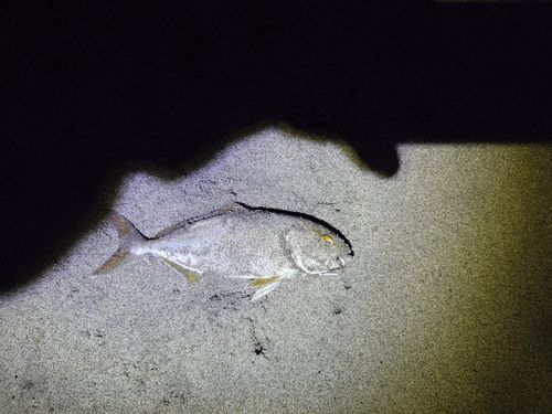 ショゴの釣果