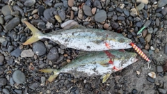 ワカシの釣果