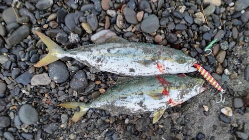 ワカシの釣果