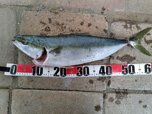 ワラサの釣果