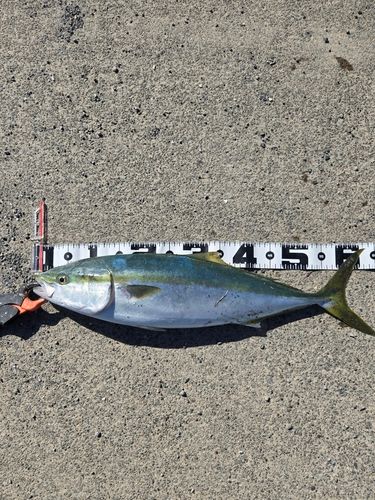ワラサの釣果