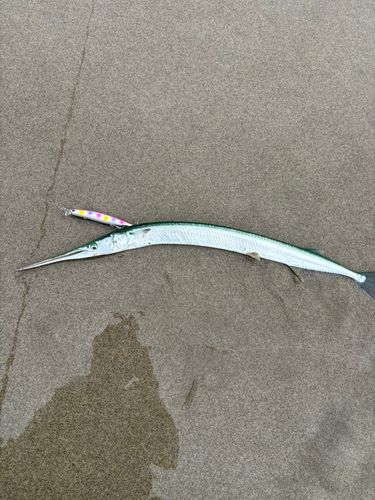 ダツの釣果