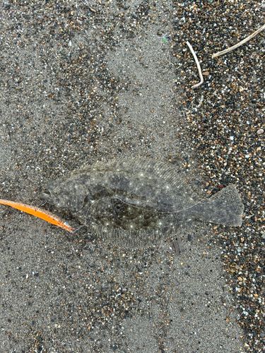 ソゲの釣果