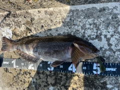 アブラコの釣果