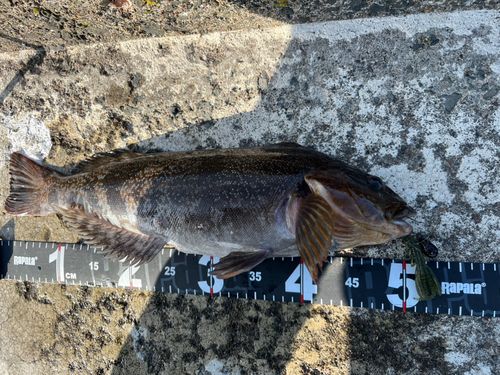 アブラコの釣果