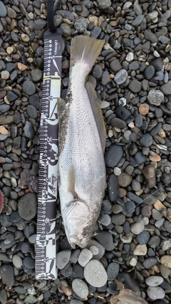 ニベの釣果