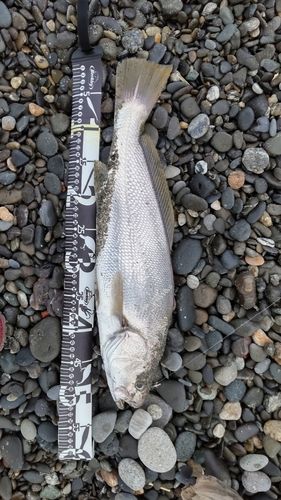 ニベの釣果