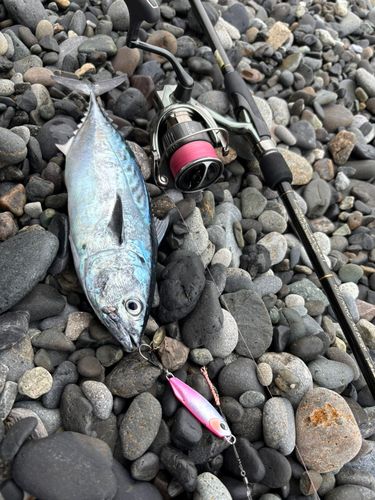 スマガツオの釣果