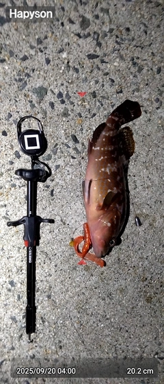 アコウの釣果