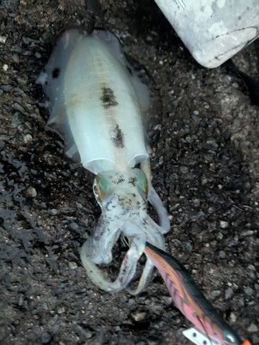 アオリイカの釣果