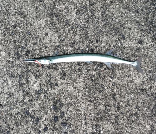 ダツの釣果