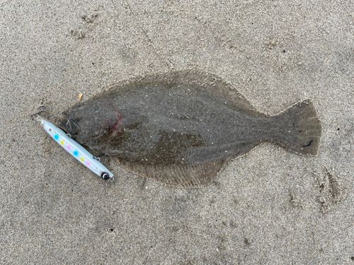 ヒラメの釣果