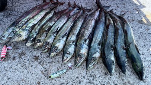 サワラの釣果