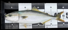 イナダの釣果
