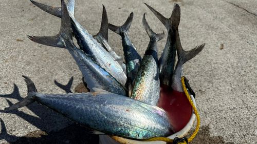 サワラの釣果