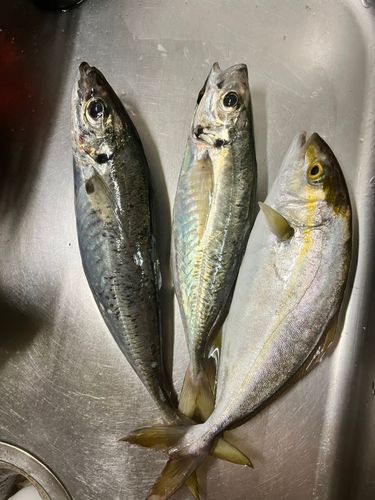 ショゴの釣果