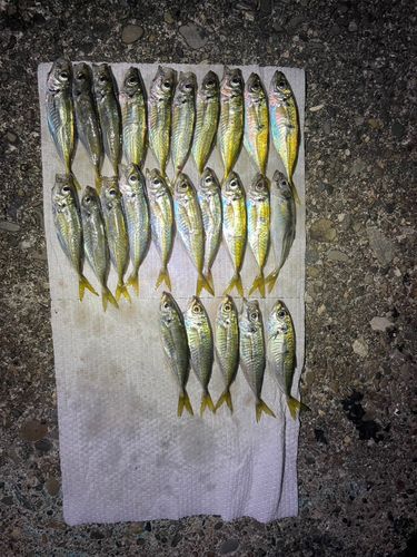 アジの釣果