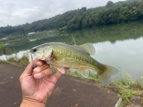 ラージマウスバスの釣果