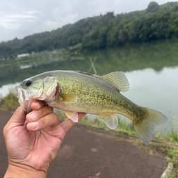 ラージマウスバス