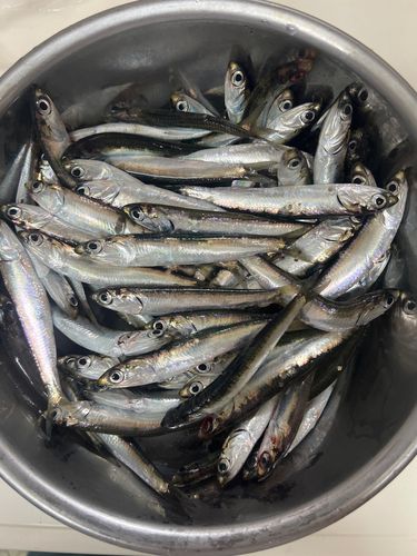 カタクチイワシの釣果